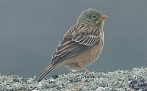 Ortolan Bunting