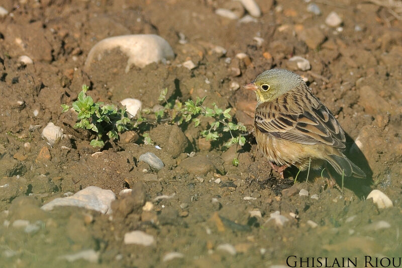 Ortolan Bunting