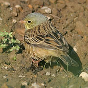 Ortolan Bunting