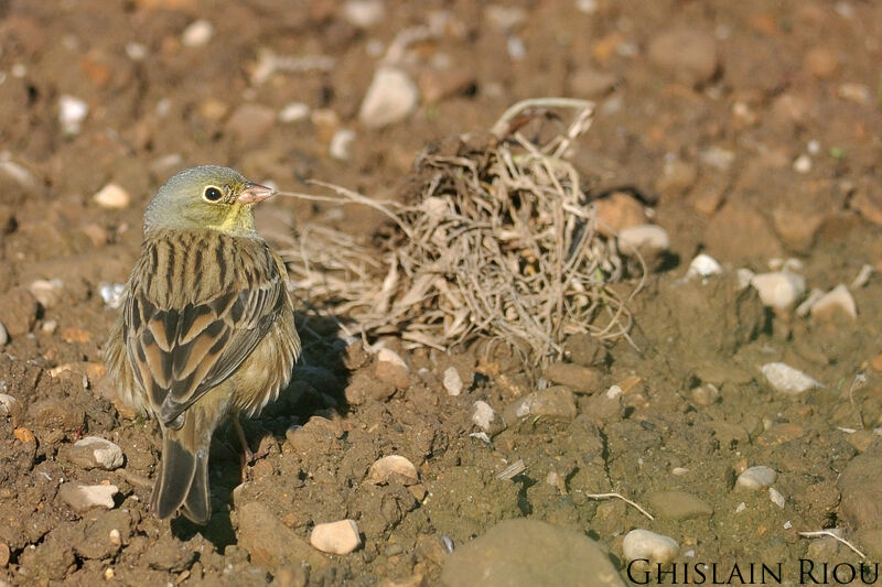 Ortolan Bunting