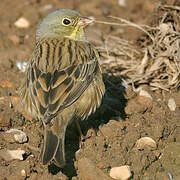 Ortolan Bunting