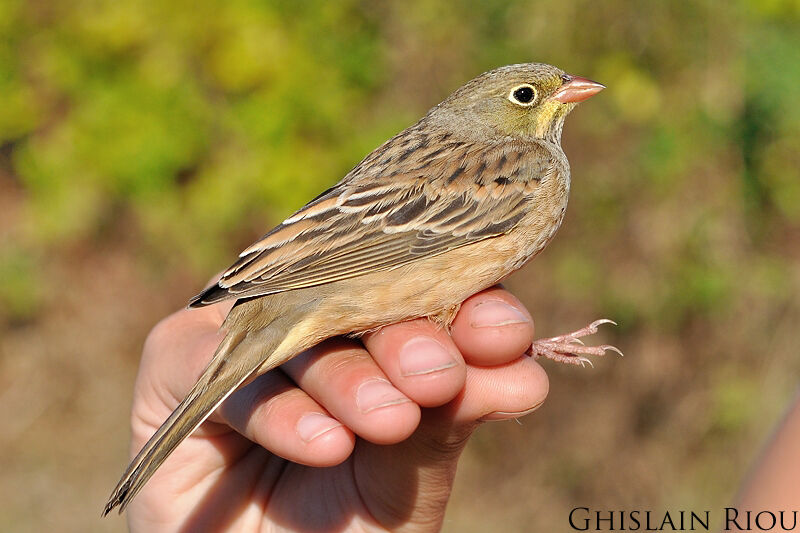 Ortolan Bunting