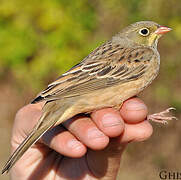 Ortolan Bunting