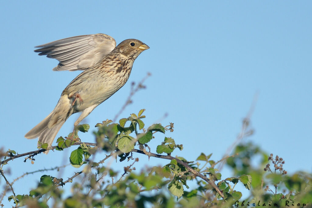 Corn Bunting