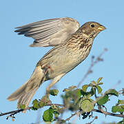 Corn Bunting