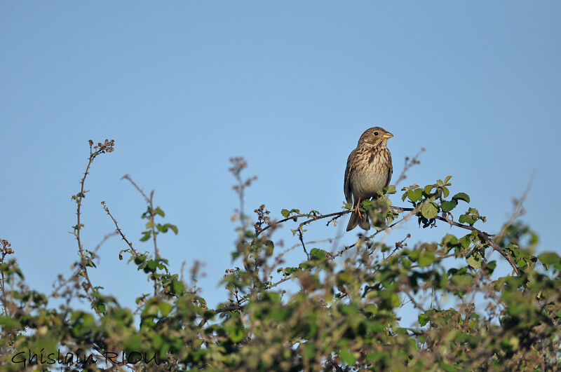 Corn Bunting