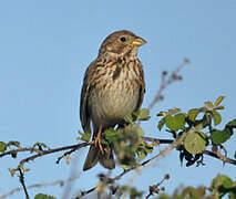 Corn Bunting