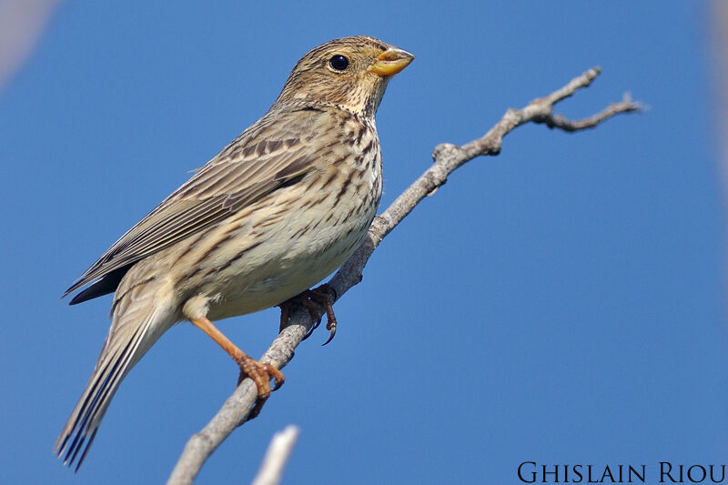 Corn Bunting