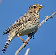 Corn Bunting