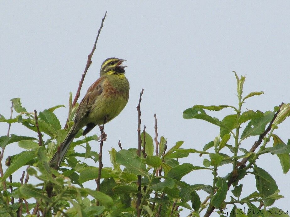 Cirl Bunting male adult breeding