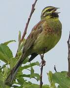 Cirl Bunting