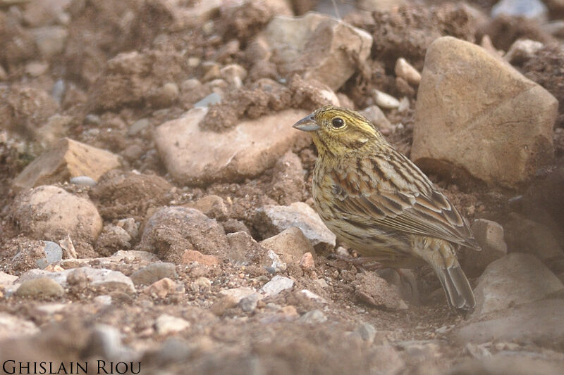 Cirl Bunting