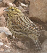 Cirl Bunting