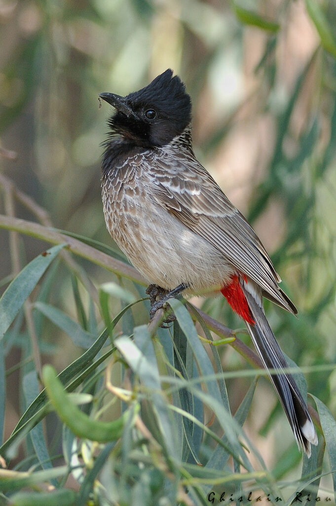 Bulbul à ventre rouge