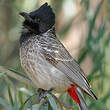 Bulbul à ventre rouge