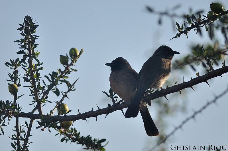 Common Bulbul