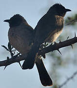 Bulbul des jardins