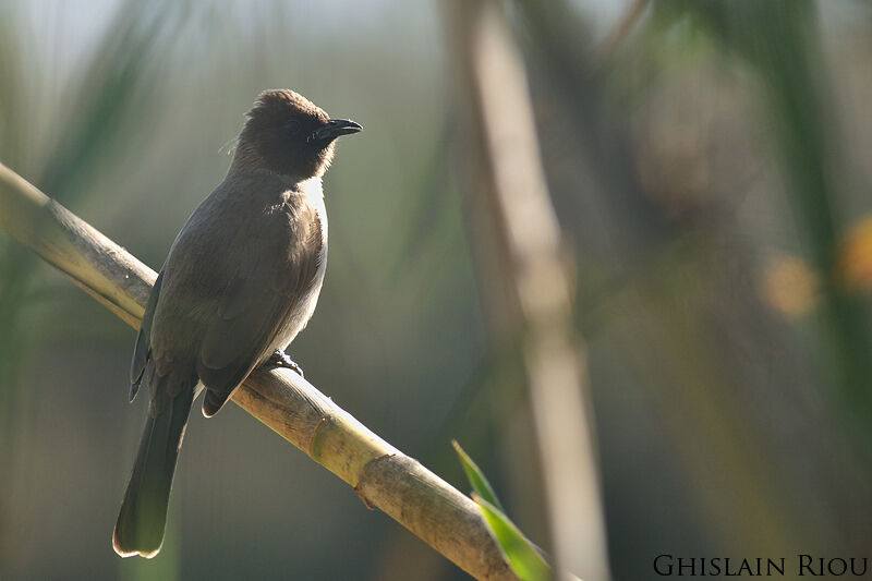 Bulbul des jardins