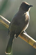 Common Bulbul