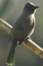 Bulbul des jardins