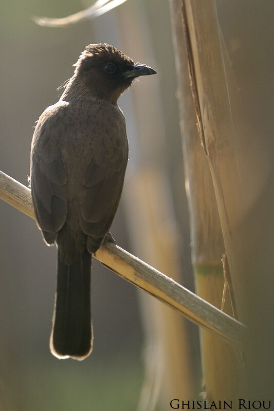 Bulbul des jardins