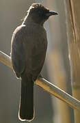 Bulbul des jardins