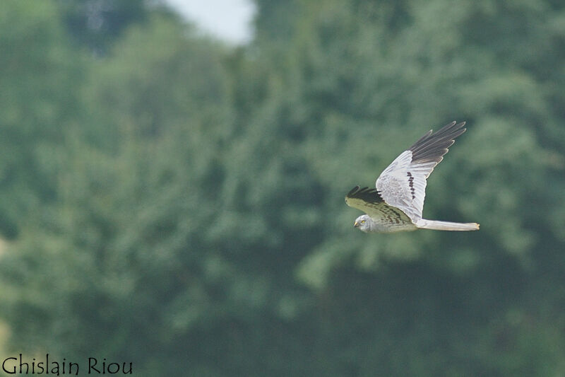 Montagu's Harrier