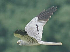 Montagu's Harrier