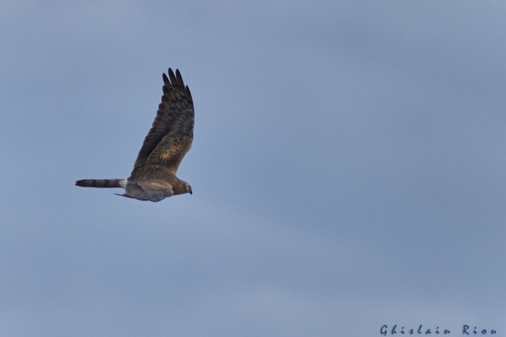 Montagu's Harrier female