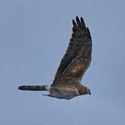 Montagu's Harrier