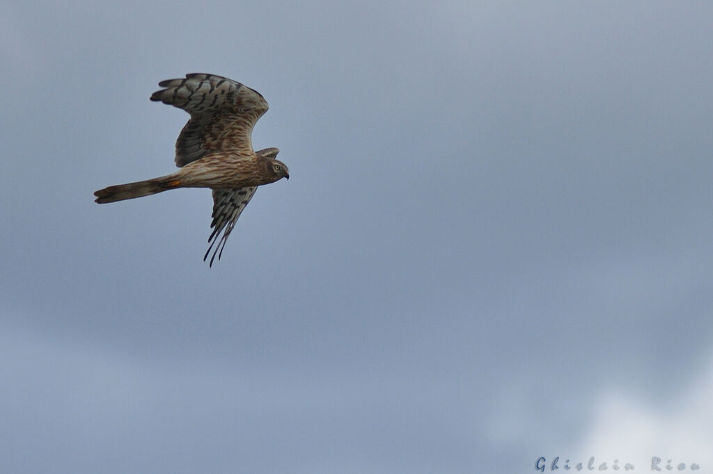 Montagu's Harrier female