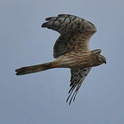 Montagu's Harrier