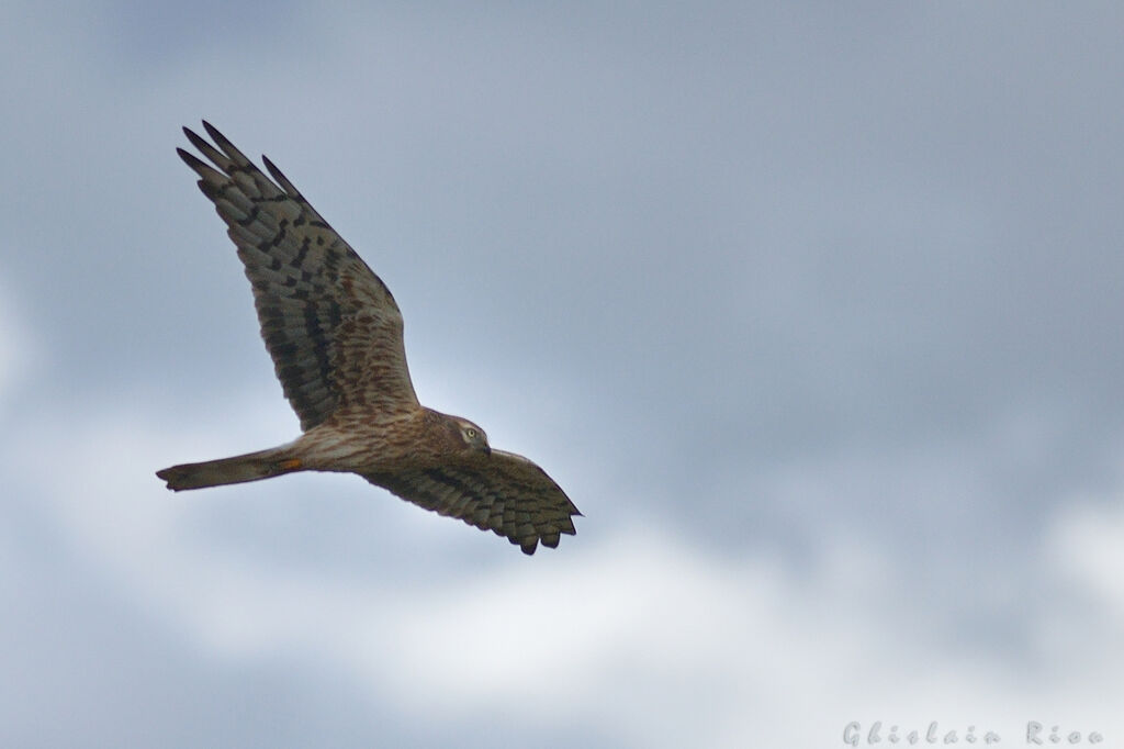 Montagu's Harrier female adult