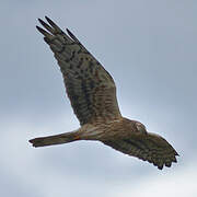 Montagu's Harrier