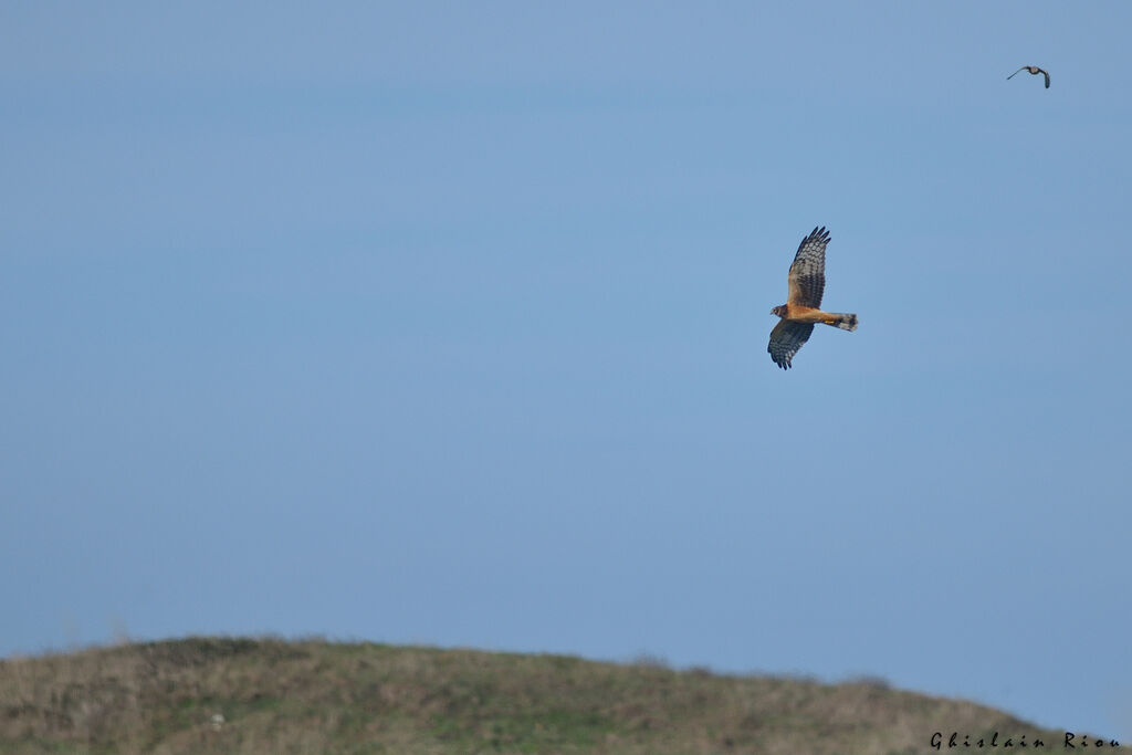 Northern Harrier female First year