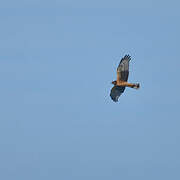 Northern Harrier