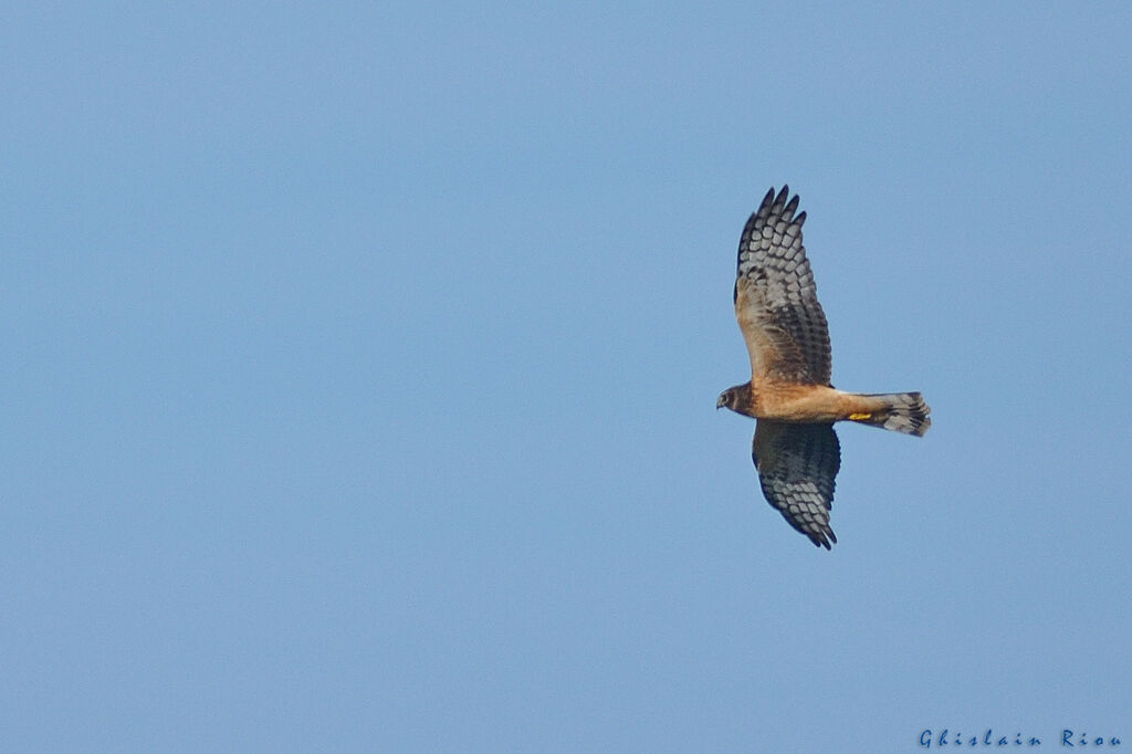 Northern Harrier female First year