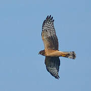 Northern Harrier