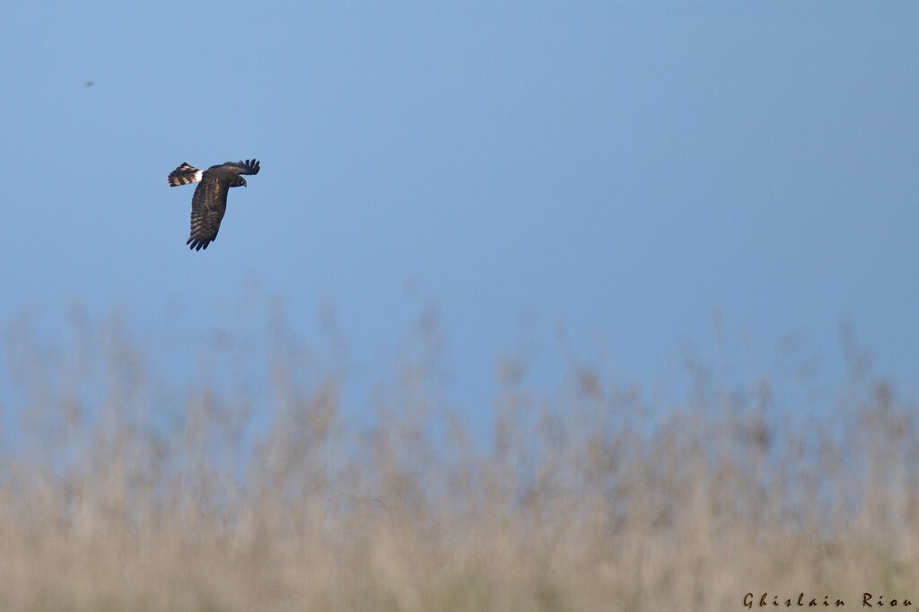 Northern Harrier female First year