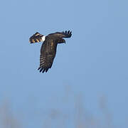 Northern Harrier