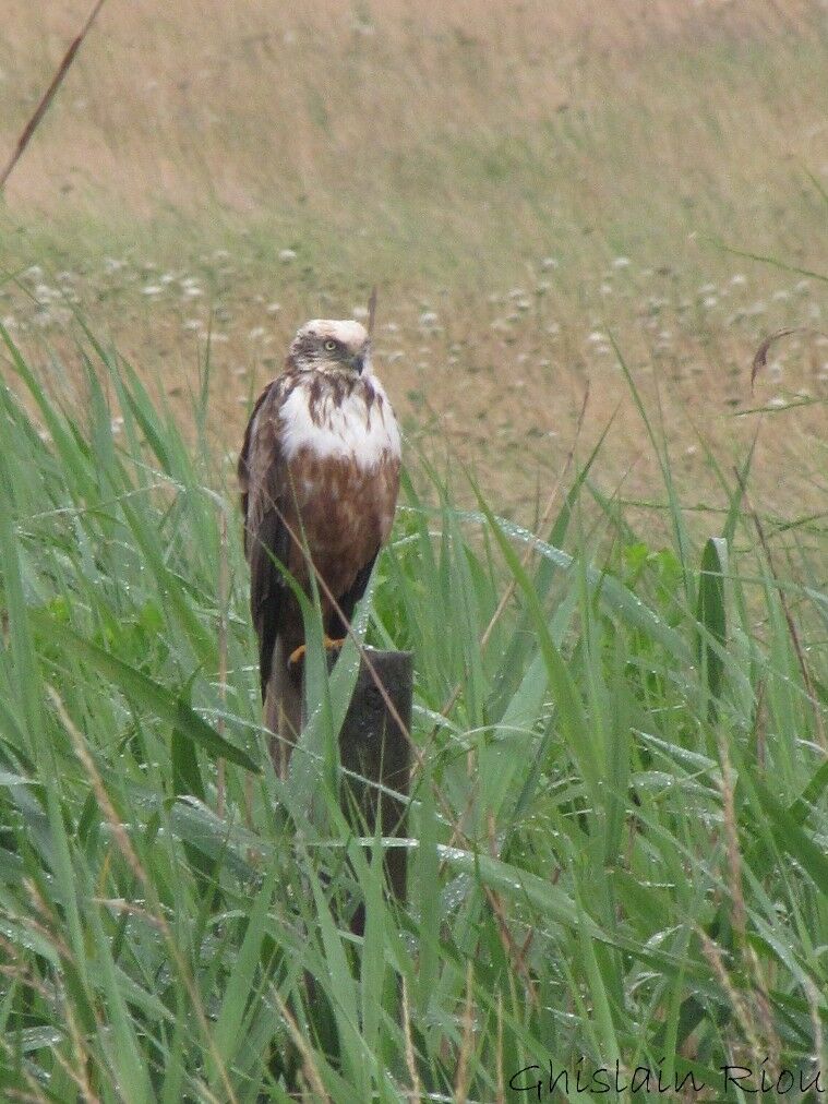 Western Marsh Harrier female