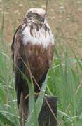 Western Marsh Harrier