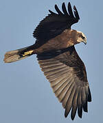 Western Marsh Harrier