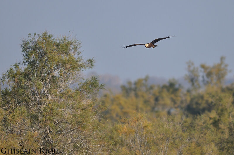 Western Marsh Harrierjuvenile