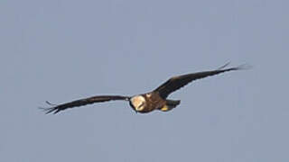 Western Marsh Harrier