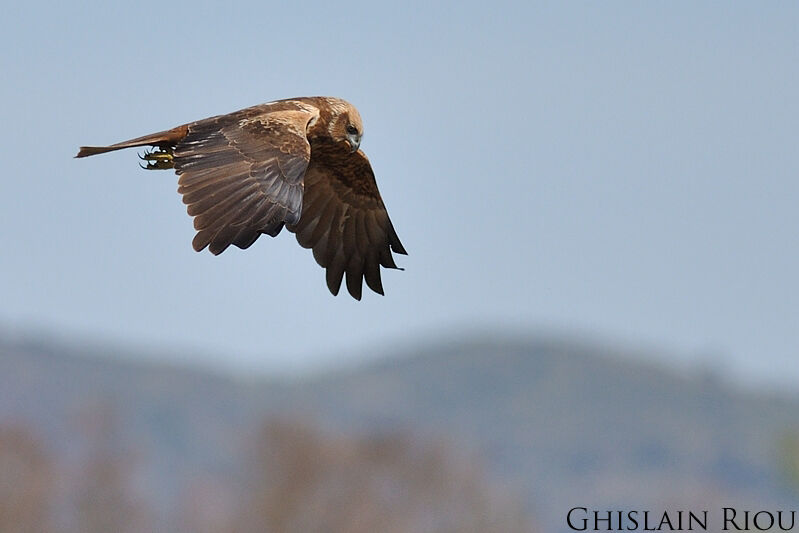 Western Marsh Harrier