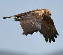 Western Marsh Harrier