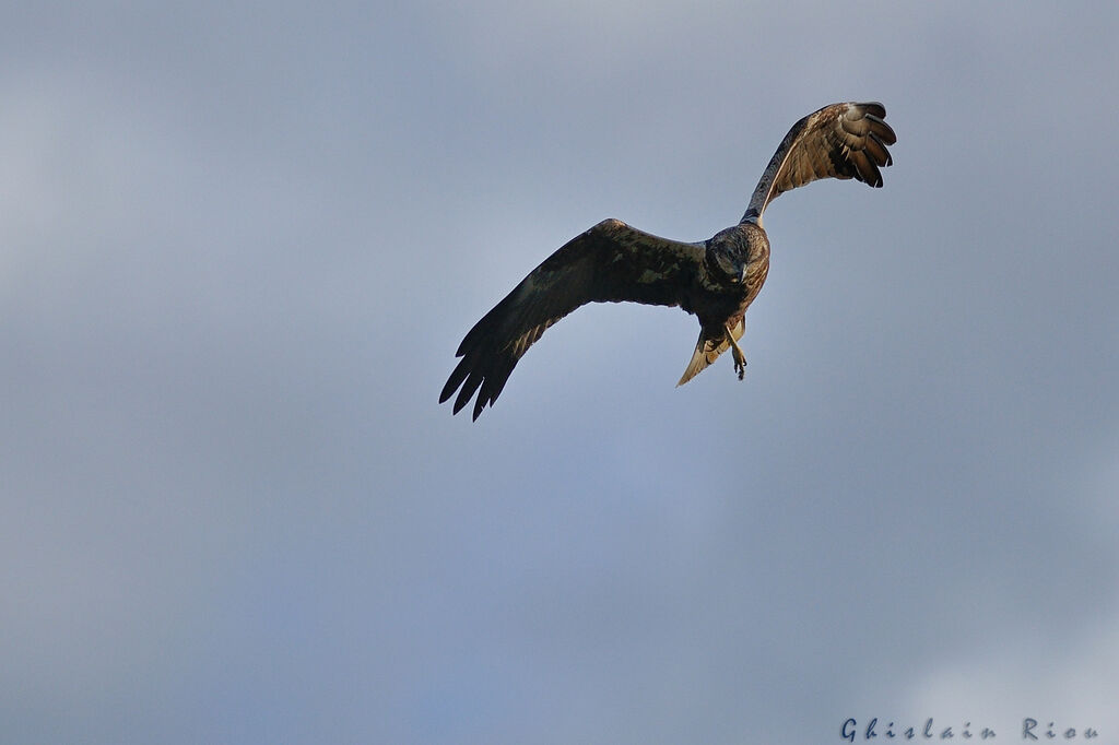 Western Marsh Harrier