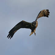 Western Marsh Harrier