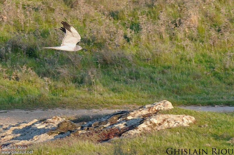 Pallid Harrier male adult, Flight